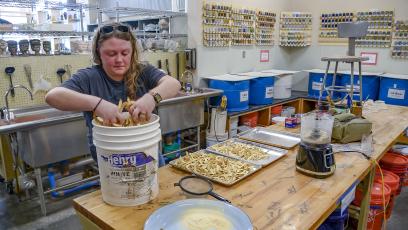 A woman moves mesquite pods from a bucket onto trays